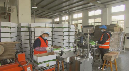 留沪过年新选择 奉贤区部分工厂推出员工提前复工福利政策